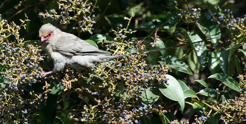 frieda 003.jpg - Lekker die bessies is net moeilik om jou sit te kry!